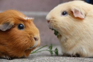 guinea-pig