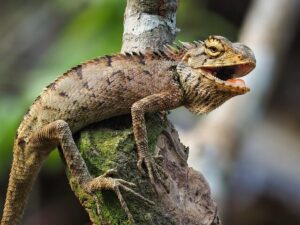 iguana